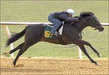 Johannesburg Colt Turns in Impressive Work for OBS Sale Johannesburg Colt Turns in Impressive Work for OBS Sale