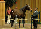Glasgow's Gold Second Horse to Fetch $300,000 Glasgow's Gold Second Horse to Fetch $300,000