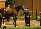 Keeneland November Sale: World-Record Price; Running Notes Keeneland November Sale: World-Record Price; Running Notes