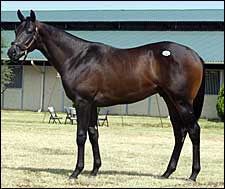 $330,000 Pleasant Tap Colt Helps Boost Texas Yearling Sale Numbers $330,000 Pleasant Tap Colt Helps Boost Texas Yearling Sale Numbers