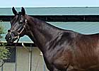 $330,000 Pleasant Tap Colt Helps Boost Texas Yearling Sale Numbers $330,000 Pleasant Tap Colt Helps Boost Texas Yearling Sale Numbers
