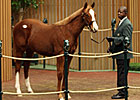Distorted Humor Colt Tops First-Day Yearlings Distorted Humor Colt Tops First-Day Yearlings