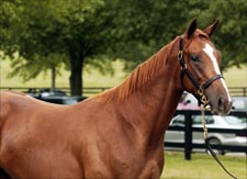 Yearling Fever: What's Hot at the Fasig-Tipton Kentucky Select Sale Yearling Fever: What's Hot at the Fasig-Tipton Kentucky Select Sale