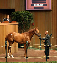 Maria's Mon Colt Brings $525,000 at Keeneland Maria's Mon Colt Brings $525,000 at Keeneland
