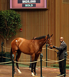Sale-Topping Wilburn Tries BC Dirt Mile Sale-Topping Wilburn Tries BC Dirt Mile