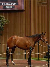 Mineshaft Filly Brings $1.75 Million at Keeneland April Mineshaft Filly Brings $1.75 Million at Keeneland April