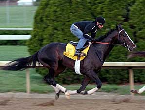 Hold Me Back Shines in KY Derby Workout Hold Me Back Shines in KY Derby Workout