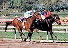 Champion Hollywood Wildcat Dies Champion Hollywood Wildcat Dies