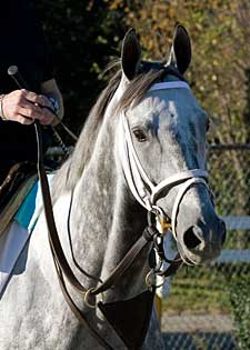 Honey Ryder Retired; Booked to Kingmambo Honey Ryder Retired; Booked to Kingmambo