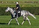  Honey Ryder Retired; Booked to Kingmambo