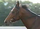 Hong Kong: Mikel Delzangles & Dunaden (video) Hong Kong: Mikel Delzangles & Dunaden (video)