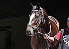 Injury Knocks Honor Code Off Derby Trail Injury Knocks Honor Code Off Derby Trail