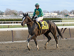 Honor Code: A.P. Indy's Last Derby Hope Honor Code: A.P. Indy's Last Derby Hope