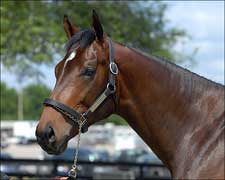 Hook and Ladder Colt Tops Second Session of OBS Spring Sale Hook and Ladder Colt Tops Second Session of OBS Spring Sale