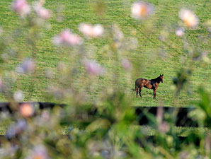 Horses Added to 'Kentucky Proud' Program Horses Added to 'Kentucky Proud' Program