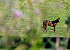 Conference Focuses On Horse Aftercare Conference Focuses On Horse Aftercare
