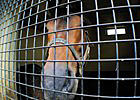 Equine Herpesvirus-1 Q&A Equine Herpesvirus-1 Q&A