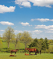 AHC Seeks Industry Input on Equine Study AHC Seeks Industry Input on Equine Study