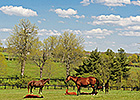 AHC Seeks Industry Input on Equine Study AHC Seeks Industry Input on Equine Study