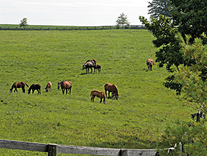 Federal Shutdown Could Impact Horse Industry Federal Shutdown Could Impact Horse Industry