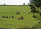 Federal Shutdown Could Impact Horse Industry Federal Shutdown Could Impact Horse Industry