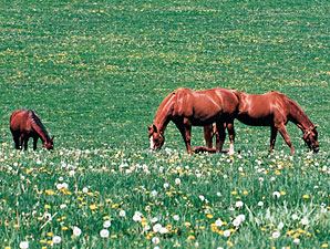 Ban on Horse-Meat Inspection Funds Reversed Ban on Horse-Meat Inspection Funds Reversed