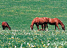 Ban on Horse-Meat Inspection Funds Reversed Ban on Horse-Meat Inspection Funds Reversed