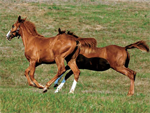 Breeders' Cup Horsemen Back New Vocations Breeders' Cup Horsemen Back New Vocations