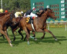 Hotstufanthensome Sizzles in Tampa BC Stakes Hotstufanthensome Sizzles in Tampa BC Stakes