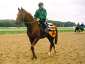 European Champion Ibn Bey Dies in Japan European Champion Ibn Bey Dies in Japan