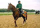 European Champion Ibn Bey Dies in Japan European Champion Ibn Bey Dies in Japan