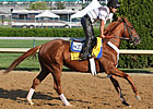 Horse Profile: Ice Box