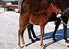 First Foal for Derby Winner I'll Have Another First Foal for Derby Winner I'll Have Another