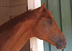Haskin's Preakness Recap: Purple Reign Haskin's Preakness Recap: Purple Reign