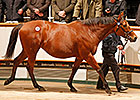 Tattersalls Ends Year With Soaring Figures Tattersalls Ends Year With Soaring Figures