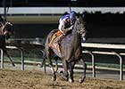 Dude! Imperative Shocks Charles Town Classic Dude! Imperative Shocks Charles Town Classic