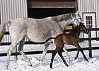 Marcavelly Sires First Offspring Marcavelly Sires First Offspring