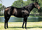 Dominant California Sire In Excess Dies at 26 Dominant California Sire In Excess Dies at 26