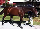 Fasig-Tipton November: In Lingerie - Hip 73 Fasig-Tipton November: In Lingerie - Hip 73