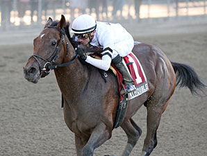 In Trouble Signals Man o' War Line Survival In Trouble Signals Man o' War Line Survival