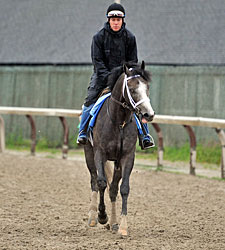 Incognito Looking for Recognition in Belmont Incognito Looking for Recognition in Belmont