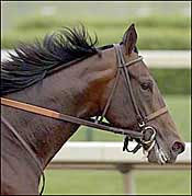 Steve Haskin's Kentucky Derby Report: The Biscuit Will Provide the Gravy for This Year's Derby Steve Haskin's Kentucky Derby Report: The Biscuit Will Provide the Gravy for This Year's Derby