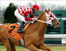 Polytrack Poster Boy Top Horse by Wins So Far This Year Polytrack Poster Boy Top Horse by Wins So Far This Year
