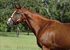 Indy King Gets First Winner 