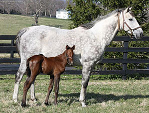 Champion Informed Decision Delivers Colt Champion Informed Decision Delivers Colt