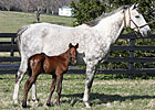 Champion Informed Decision Delivers Colt Champion Informed Decision Delivers Colt