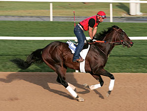 Informed Clear Choice in Godolphin Mile Informed Clear Choice in Godolphin Mile