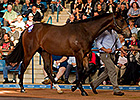 Record Price for Black Caviar's Half Brother Record Price for Black Caviar's Half Brother