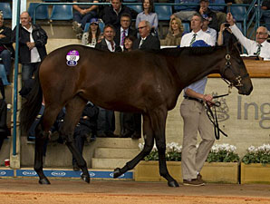 Black Caviar's Half Sister Brings $2.6M Black Caviar's Half Sister Brings $2.6M