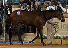 Black Caviar's Half Sister Brings $2.6M Black Caviar's Half Sister Brings $2.6M
